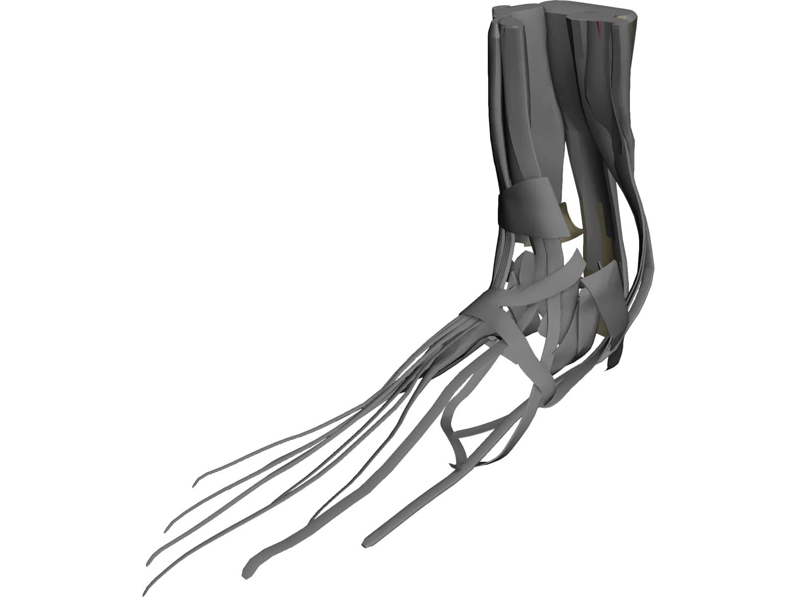 Foot Muscles 3D Model