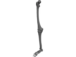 Leg Bone CAD 3D Model