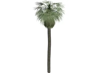 Tree Palm Washingtonia 3D Model