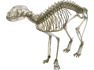 Cat Skeleton 3D Model
