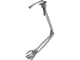 Arm Left 3D Model