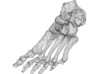 Foot Bone Left 3D Model