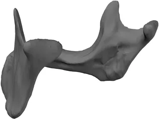 Edentulous Jaw 3D Model