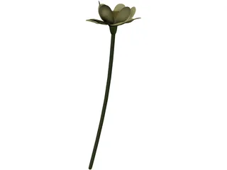 Lotus Flower (Nelumbo Lutea) 3D Model