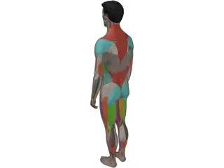 Human Male Complete Anatomy 3D Model