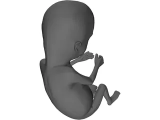 Fetus 12-Week 3D Model
