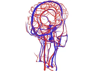Systemic Circulation of Head 3D Model