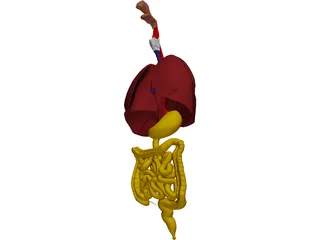 Digestive Tract and Respiratory 3D Model