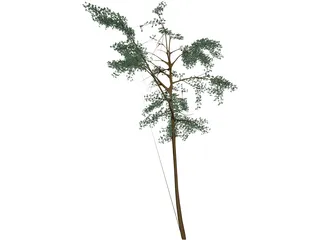 Acacia 3D Model