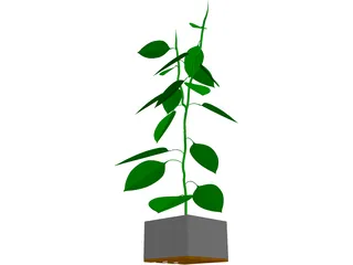 Bell Pepper Plant 3D Model