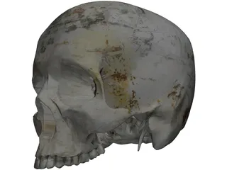 Human Skull No Jaw 3D Model
