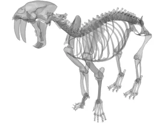 Tiger Saber Tooth Skeleton 3D Model