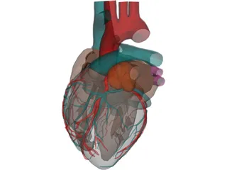 Heart with Internal Parts 3D Model