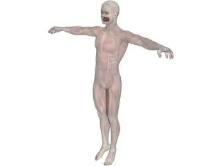 Human Body with Muscles 3D Model