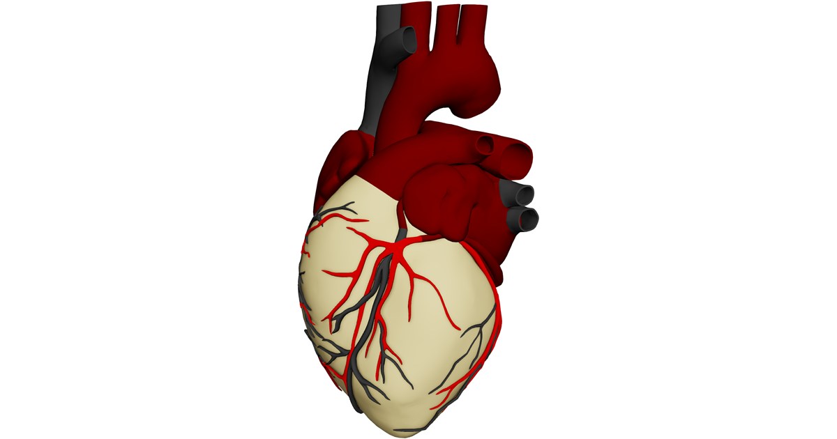 Heart with Internal Parts 3D Model - 3D CAD Browser