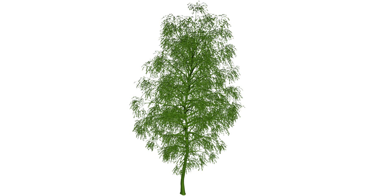 Birch Tree 3D Model - 3D CAD Browser