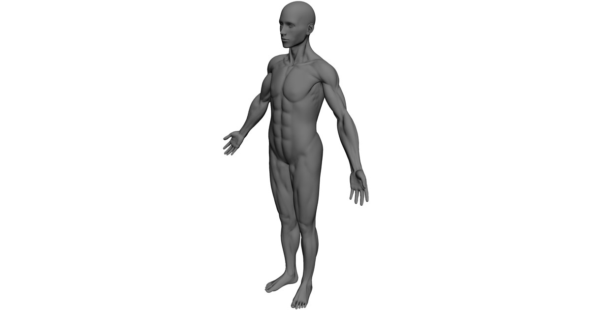 Full Human Anatomy for Simulation 3D Model - 3D CAD Browser