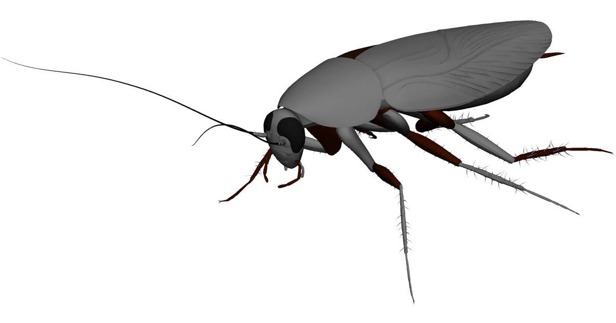Autocad Cockroach Cockroach 3D Model - 3D CAD Browser