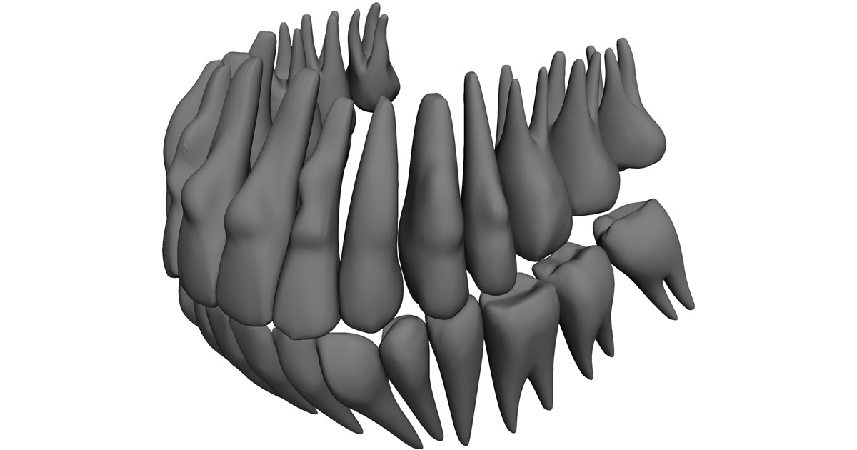 Teeth 3D Model - 3D CAD Browser