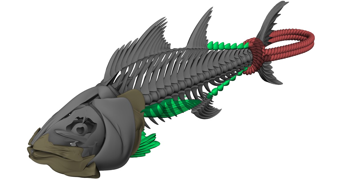 Tuna Fish Skeleton 3D Model - 3D CAD Browser