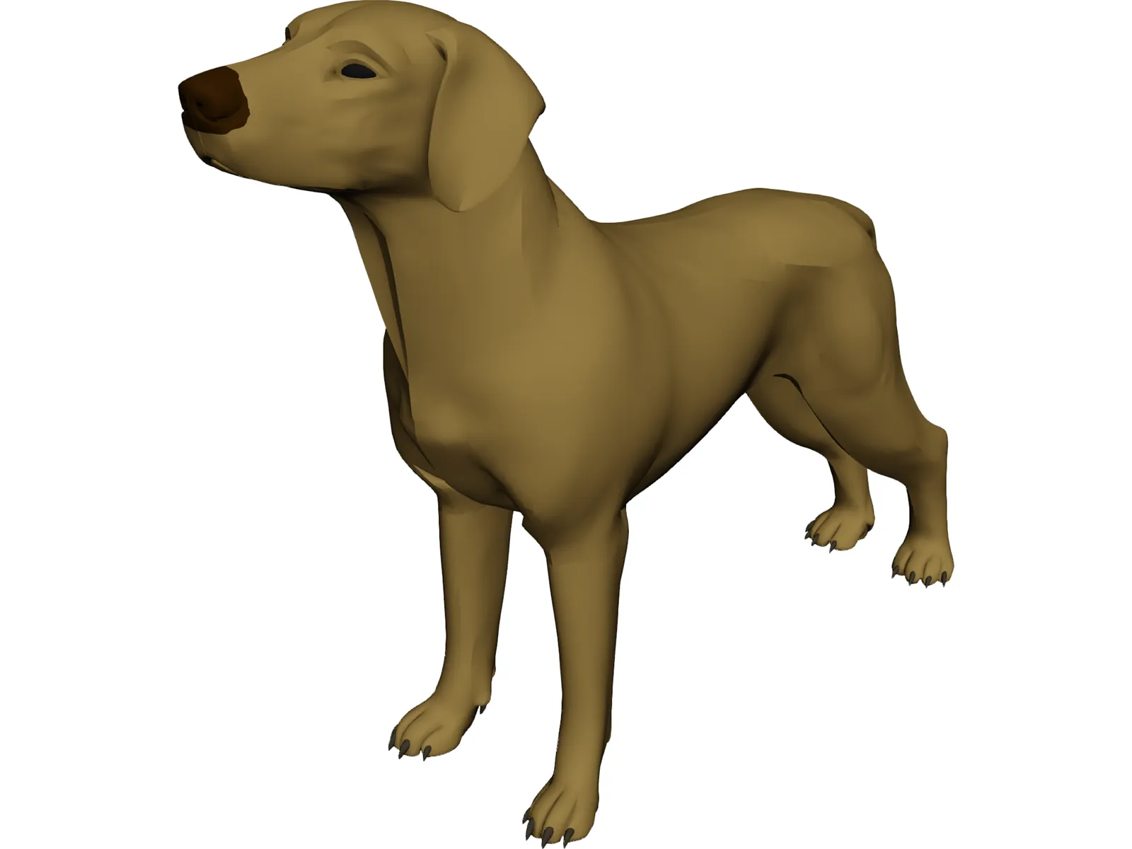 Dog Braco 3D Model