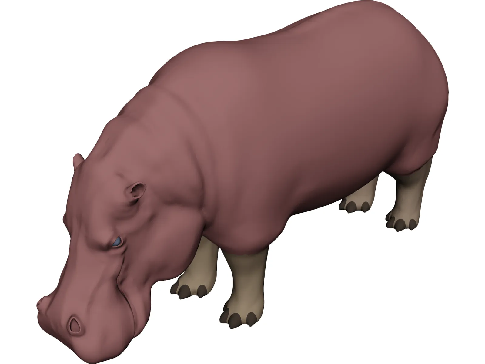 Hippopotamus 3D Model