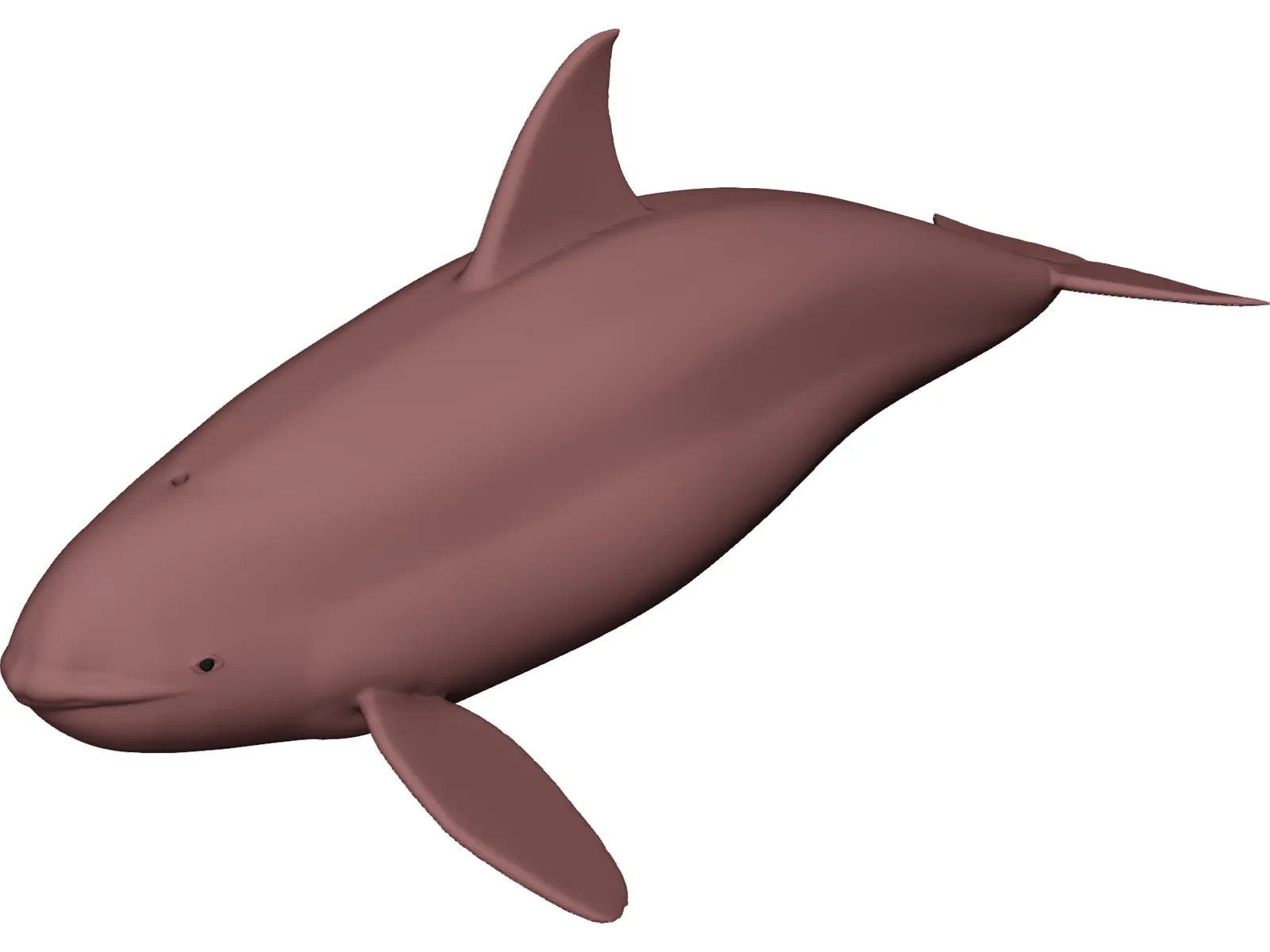 Whale Killer Female 3D Model