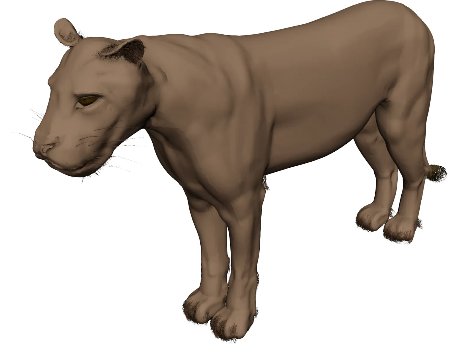 Lioness 3D Model