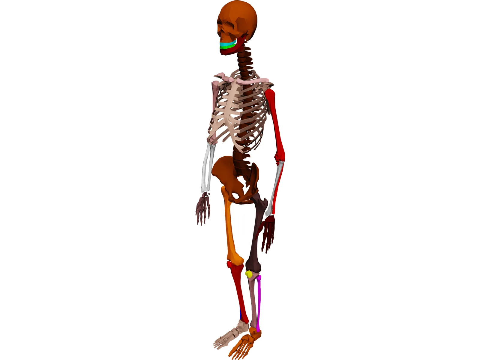 Skeleton Female 3D Model