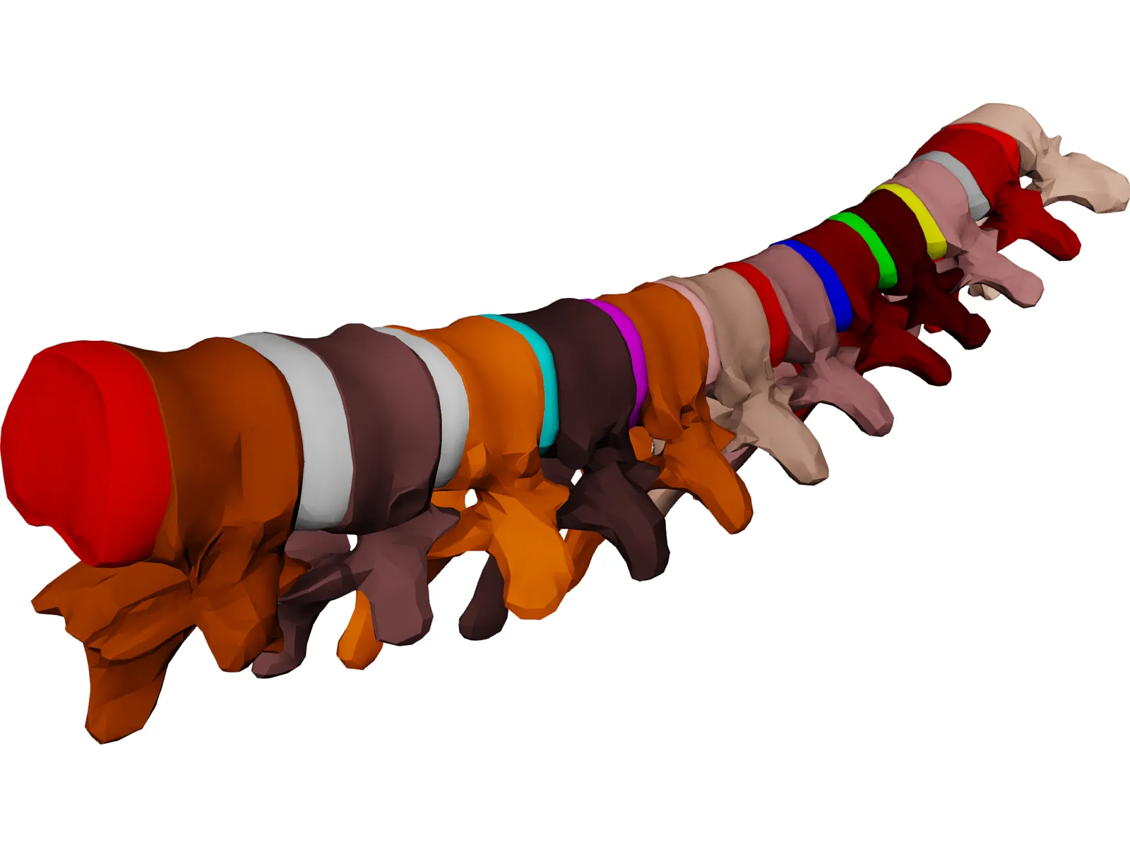 Vertebrae Thoracic 3D Model