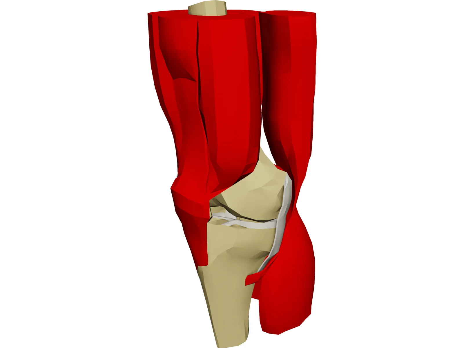 Knee 3D Model