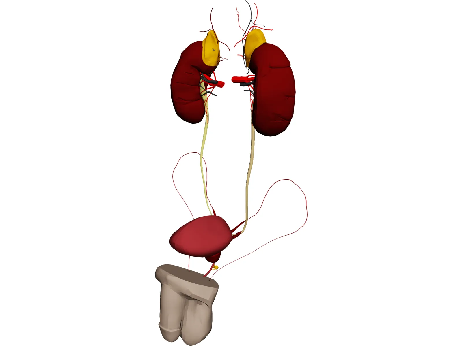 Urinary and Reproductive Systems Male 3D Model