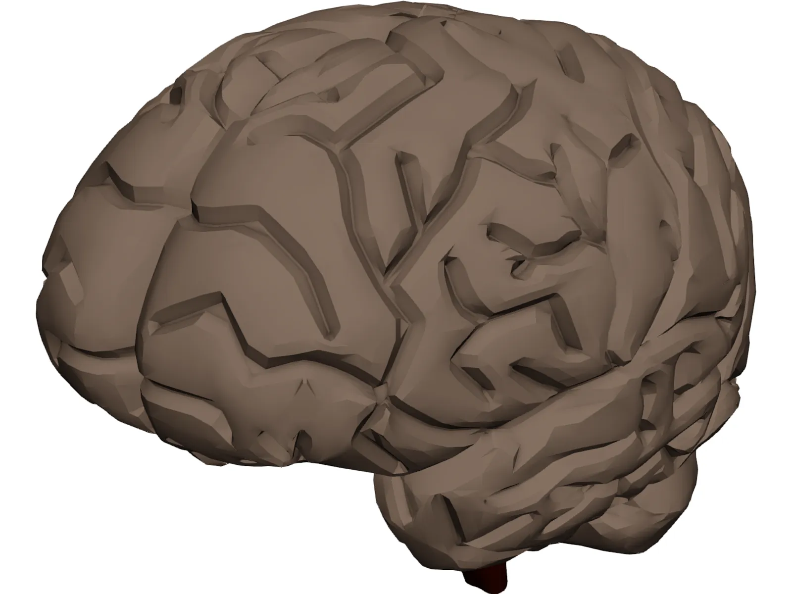 Brain 3D Model