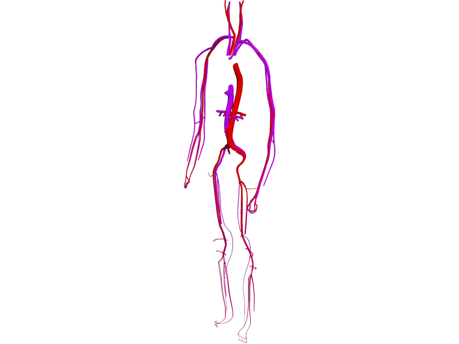 Circulatory System 3D Model