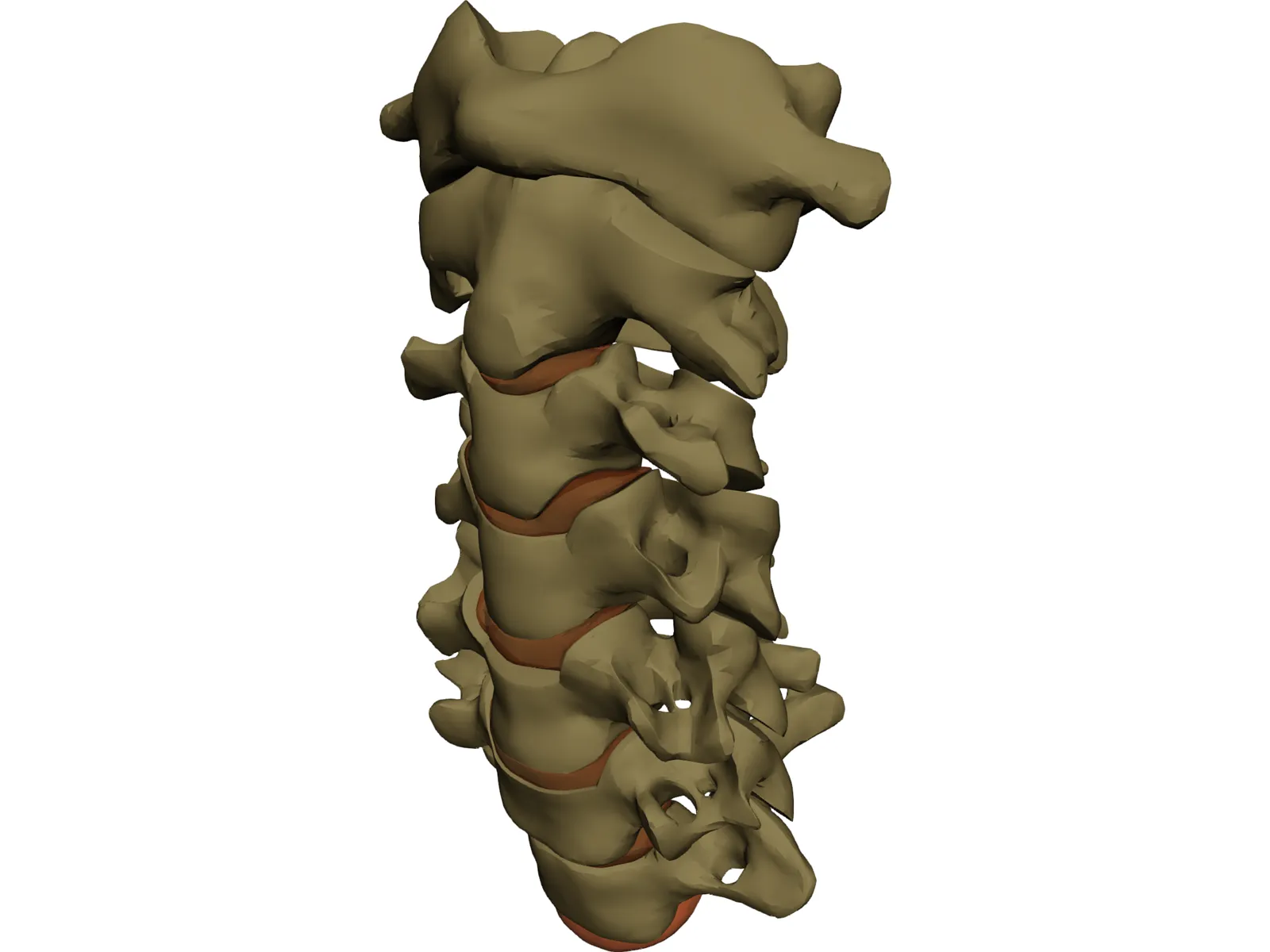 Vertebrae Cervical 3D Model