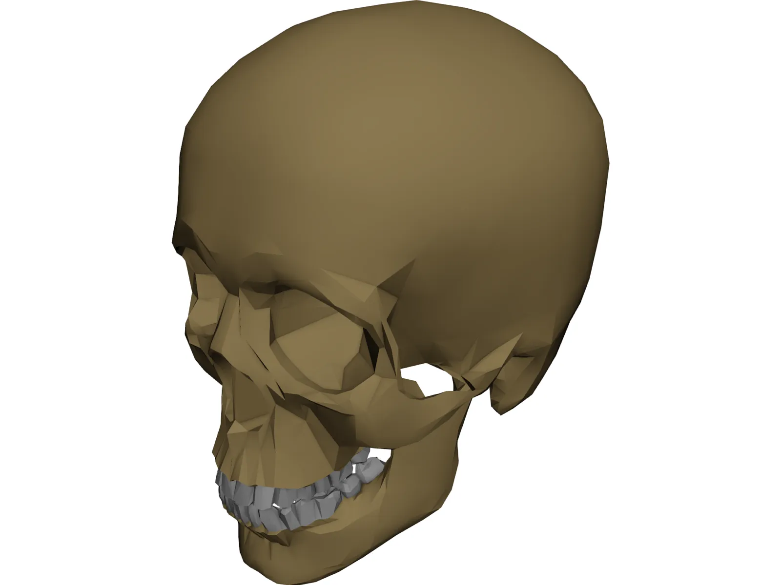 Skull 3D Model