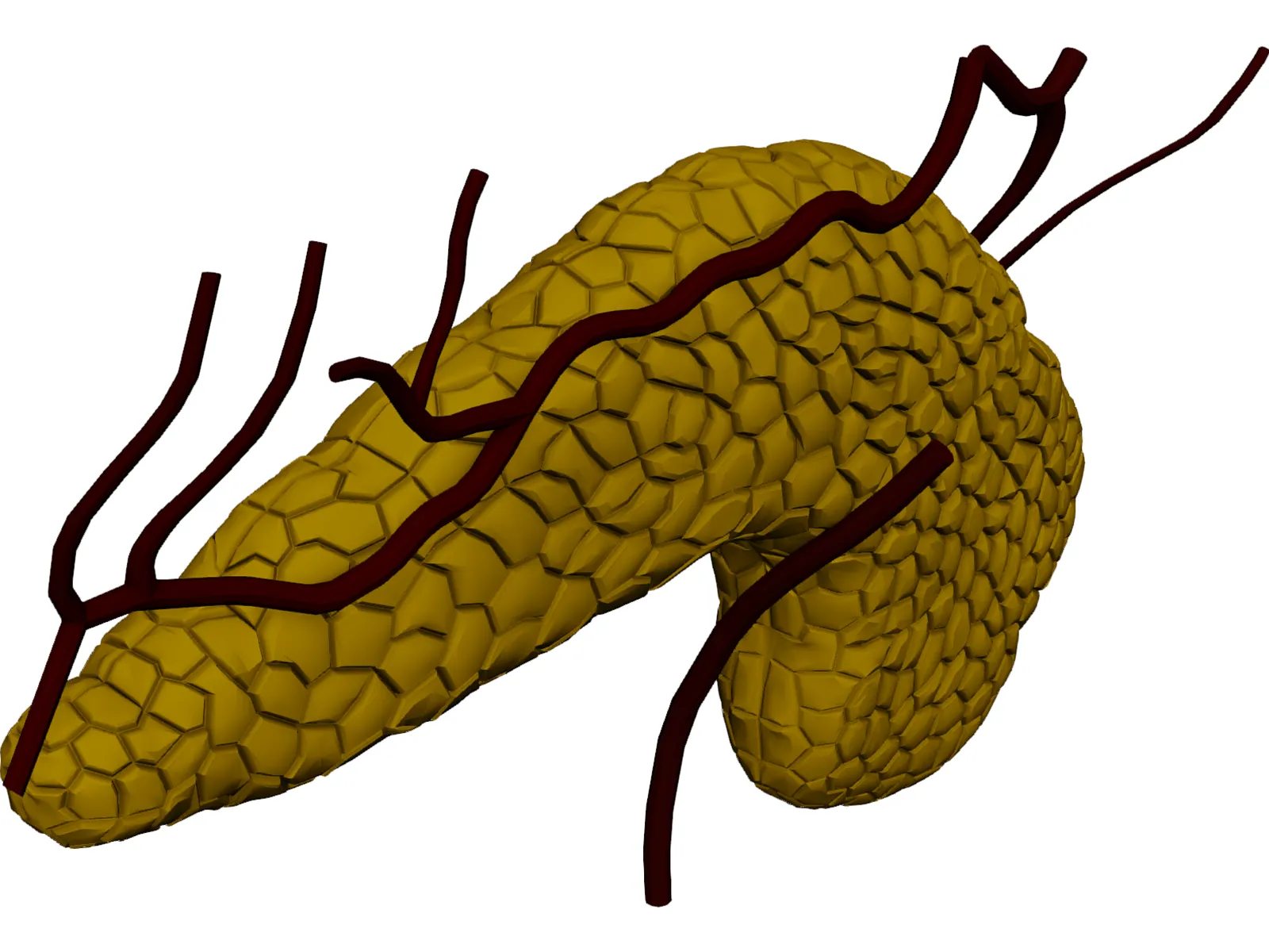 Pancreas 3D Model