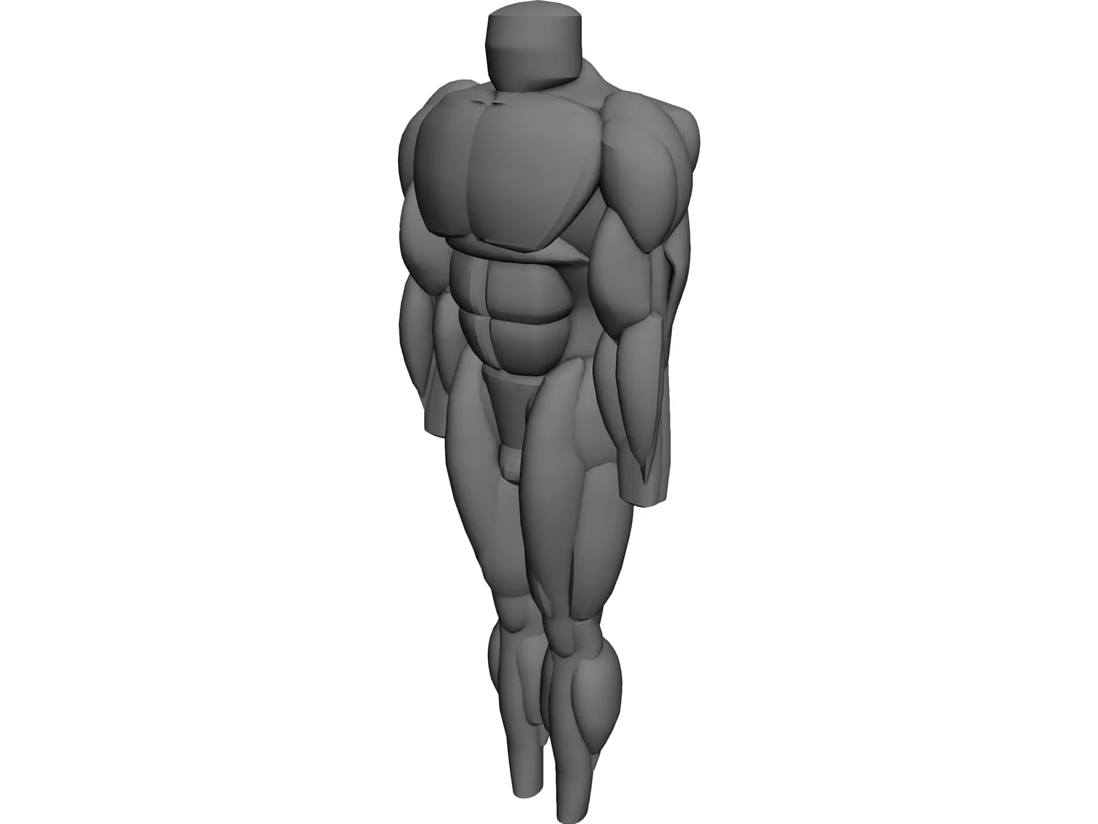 Muscles Body 3D Model