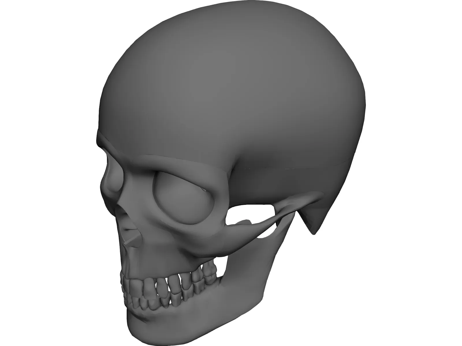 Skull 3D Model