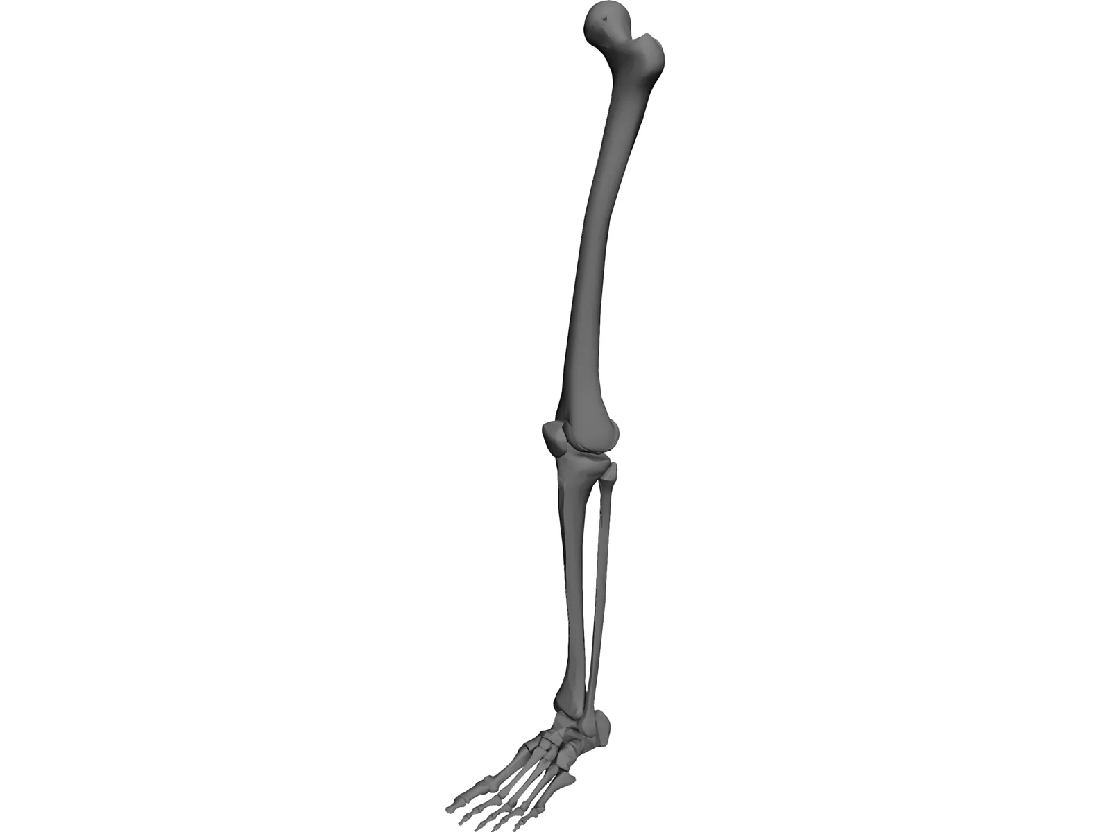 Leg Bone 3D Model