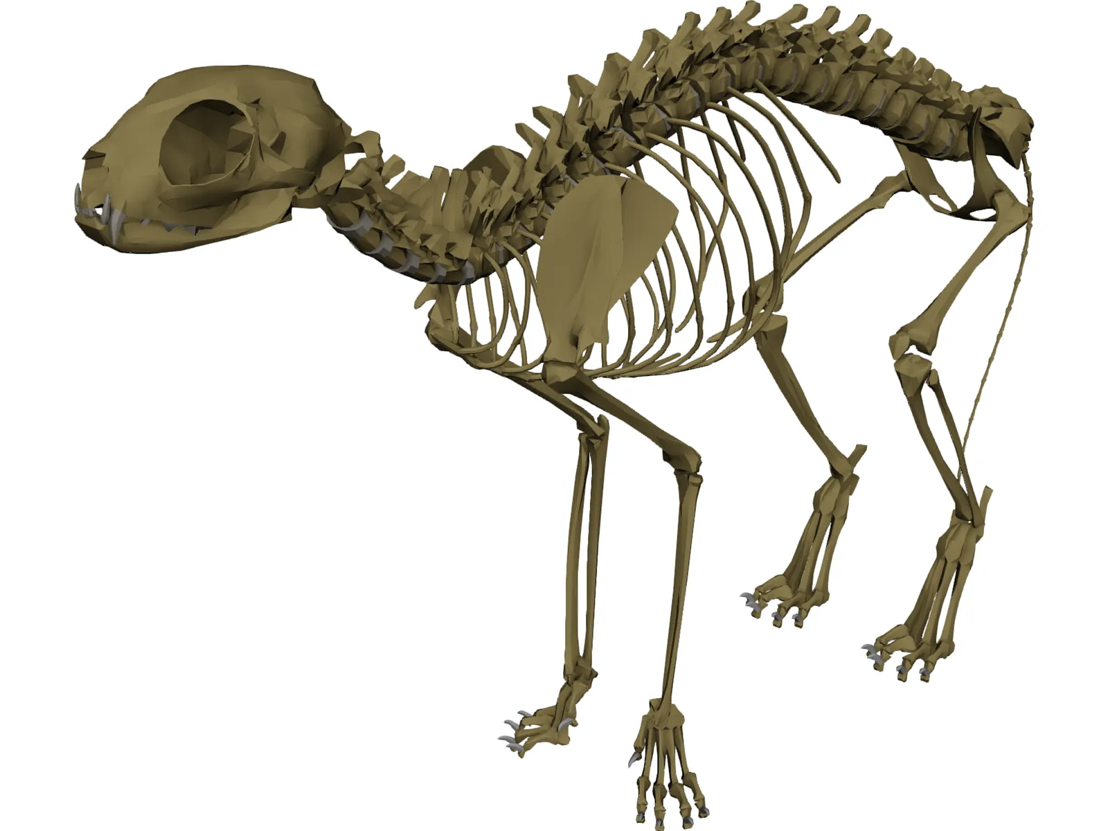 Cat Skeleton 3D Model