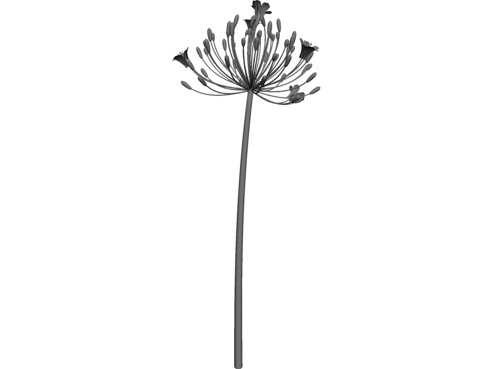 Bell Agapanthus Flower 3D Model