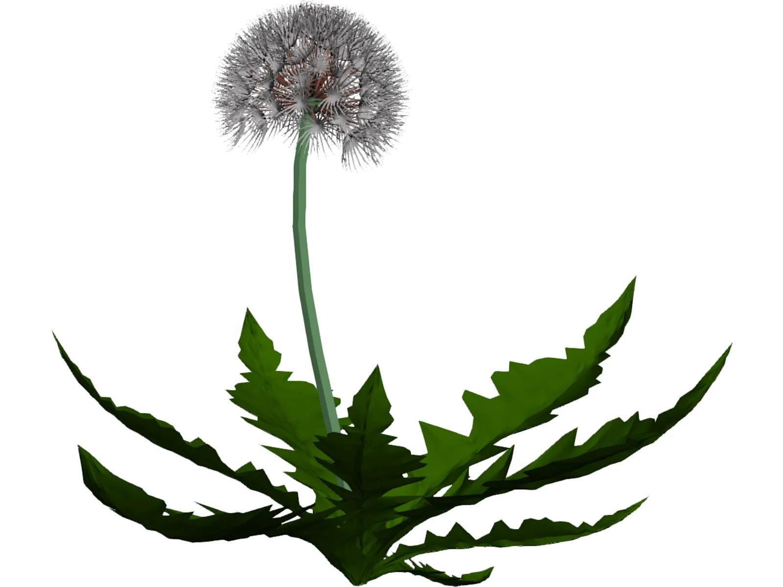 Dandelion 3D Model