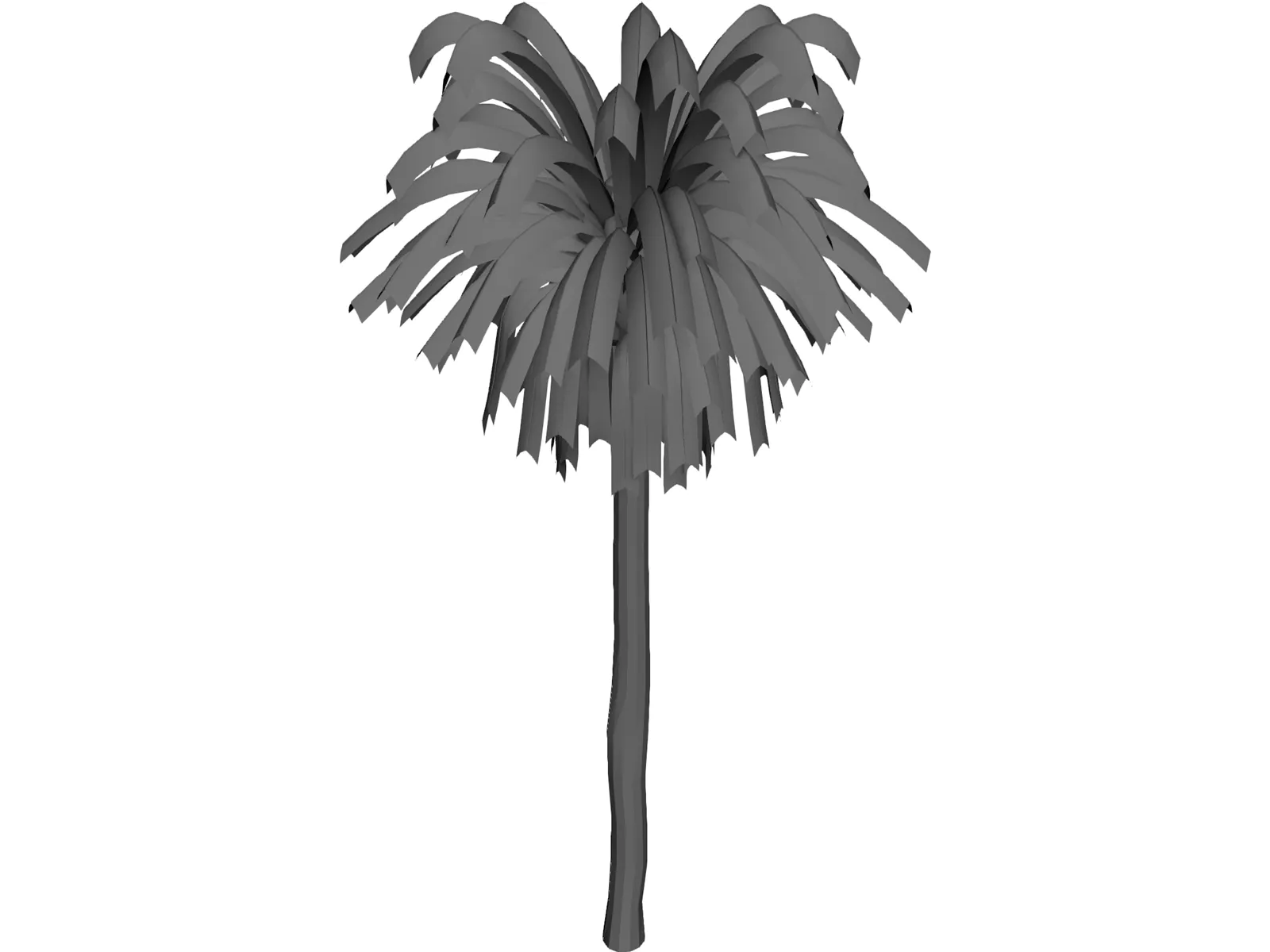 Palm Tree 3D Model