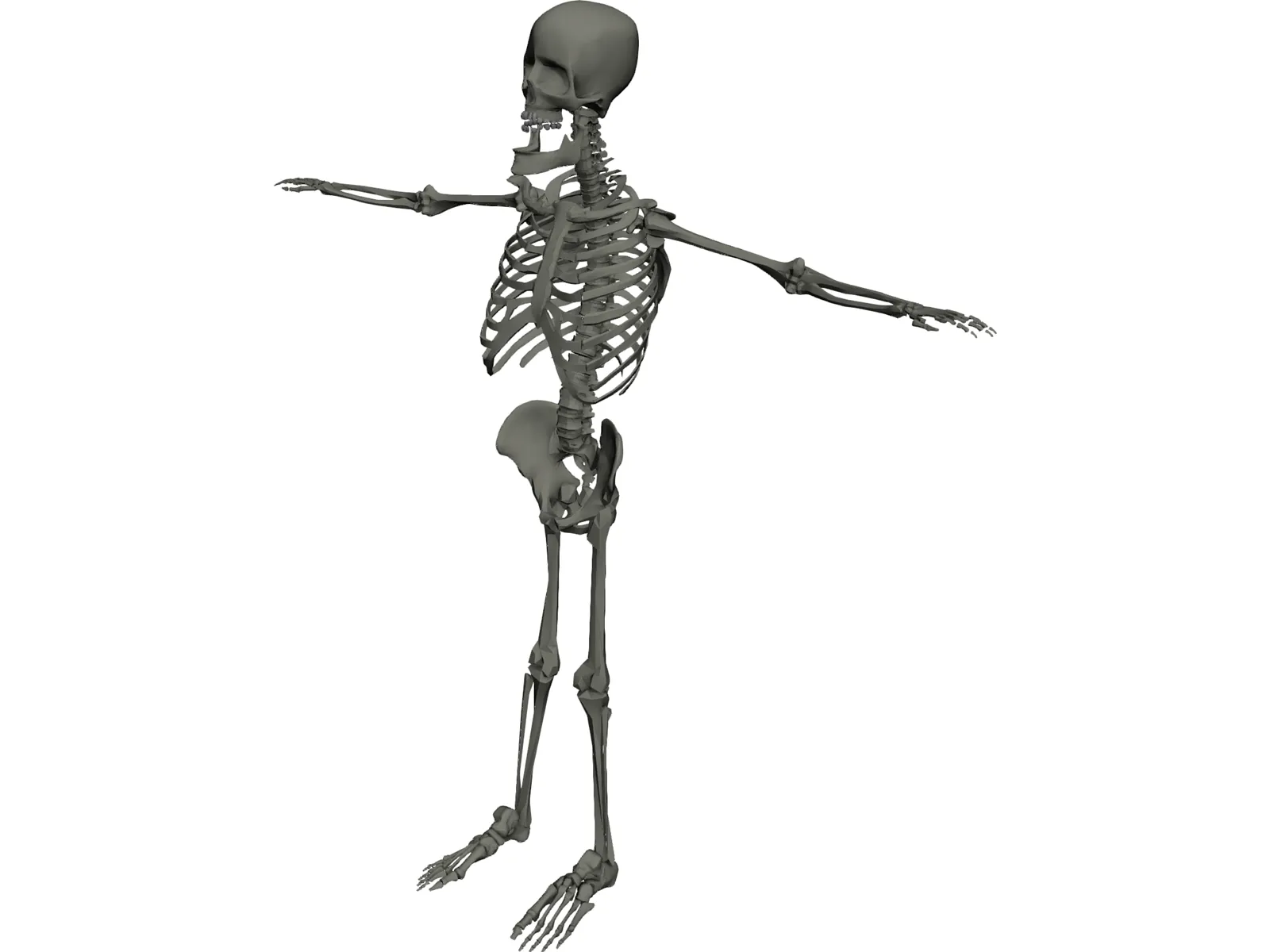 Skeleton 3D Model