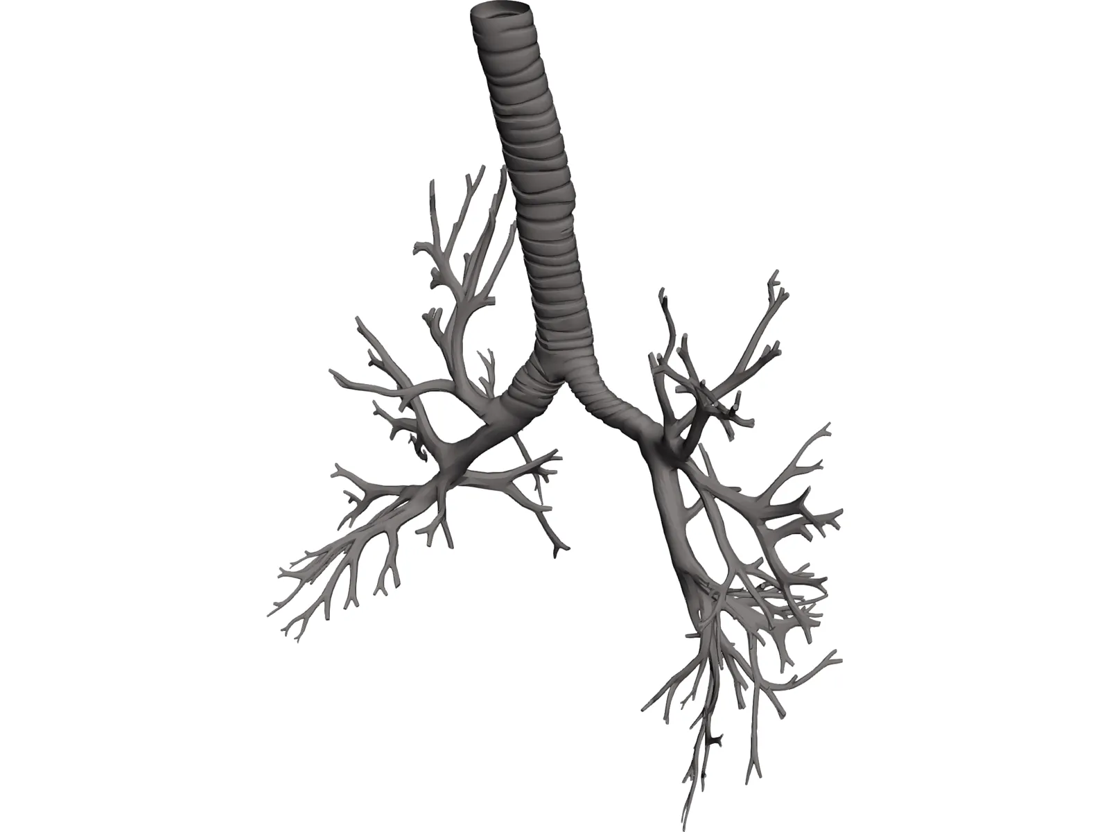 Bronquial Tree with Trachea 3D Model