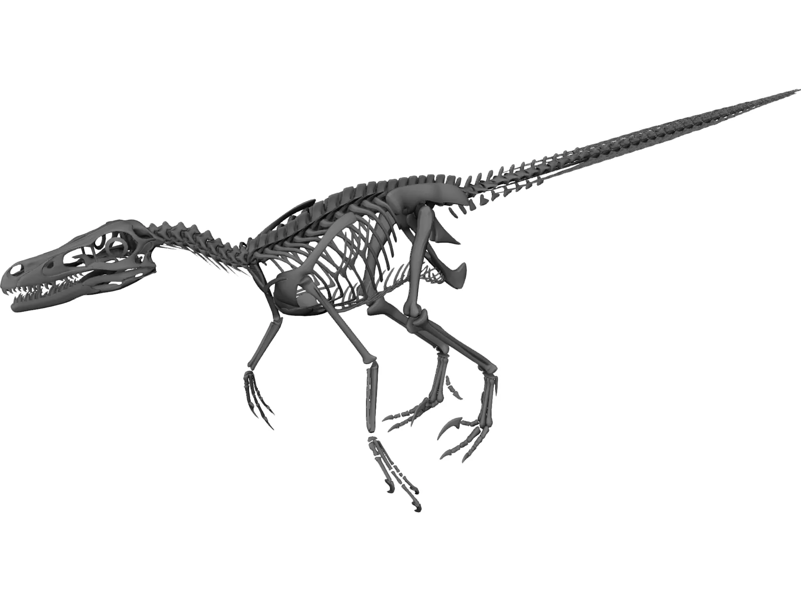 Velociraptor Skeleton 3D Model