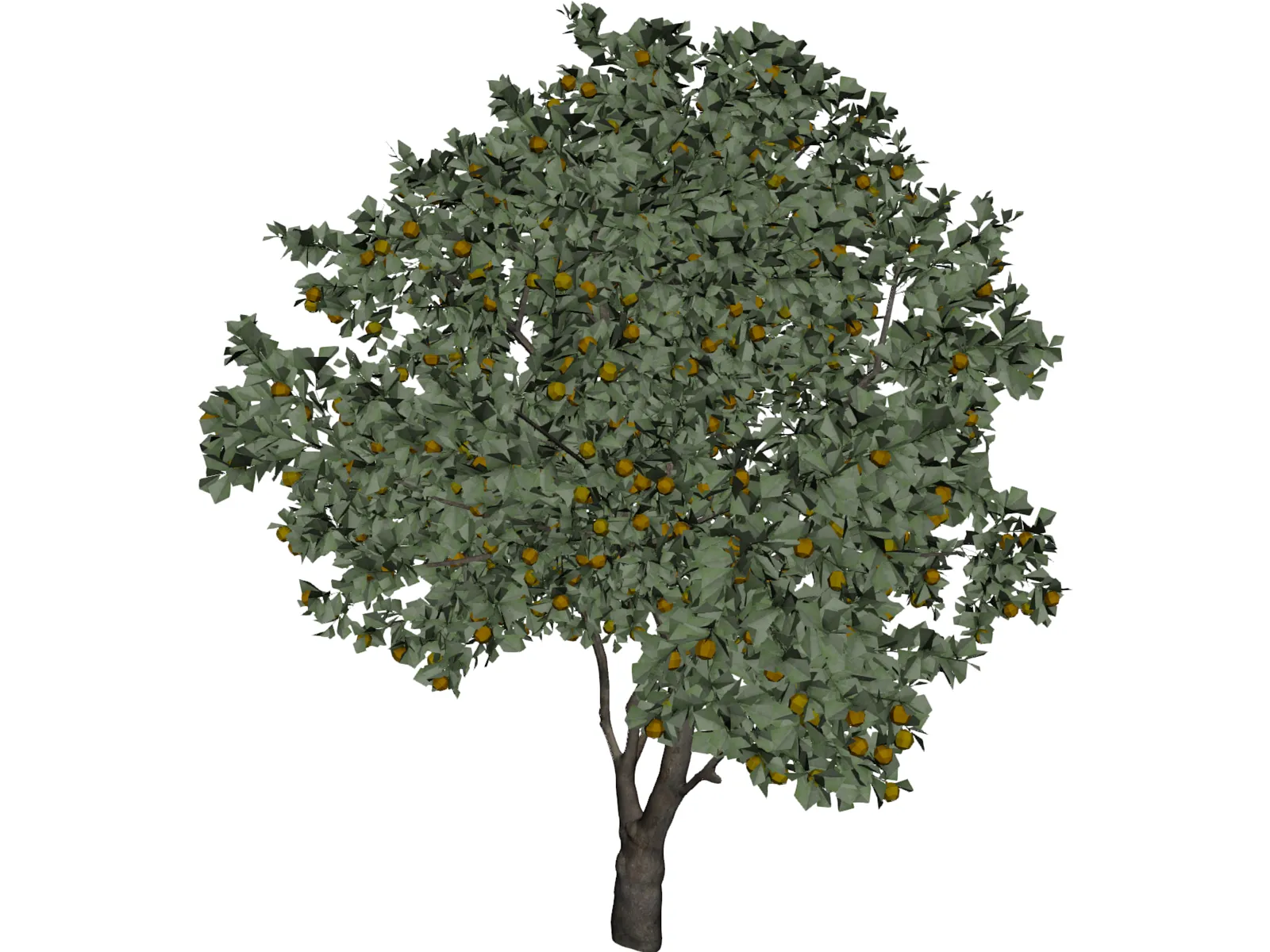 Orange Tree 3D Model