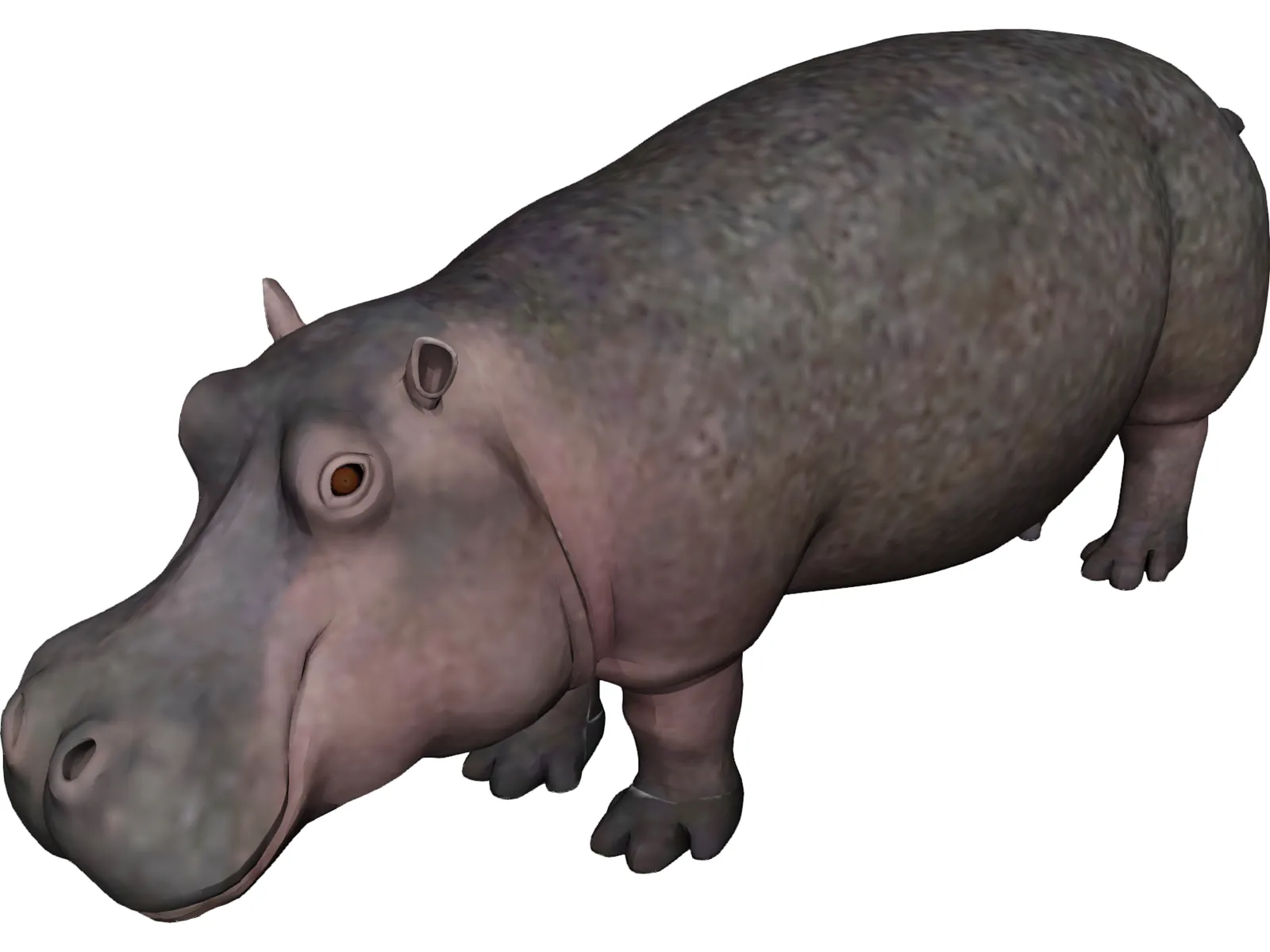 Hippopotamus 3D Model