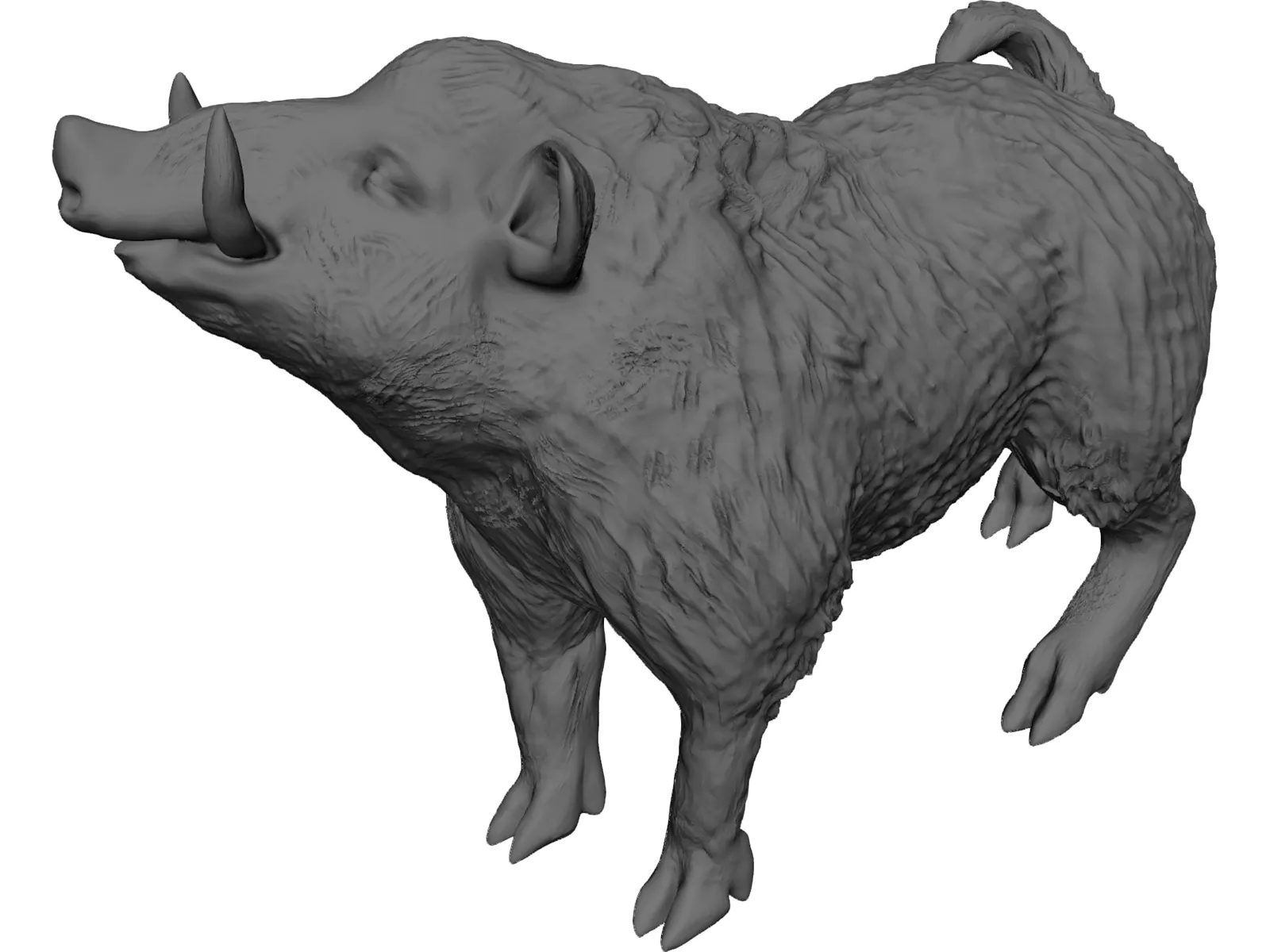 Wild Boar 3D Model